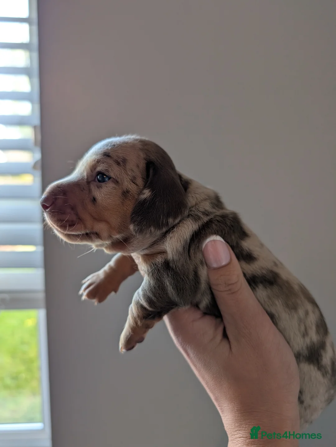 Miniature Dachshund dogs for sale: 🐾 KC Registered Top Quality Miniature Dachunds 🐾 - Advert 1