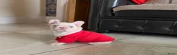 French Bulldog dogs for sale: FRENCH BULLDOGS, MERLE, ROJO, ISABELLA NEWSHADE. - Advert 27