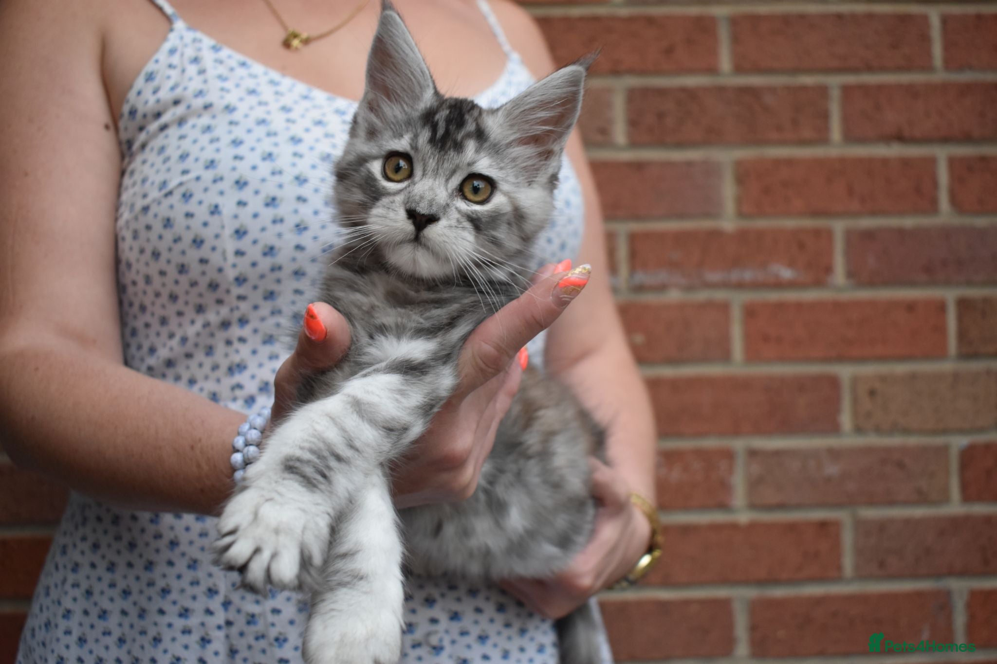 Maine Coon cats 😊Beautiful TICA registered Maine Coon Kittens😊  - Advert 2