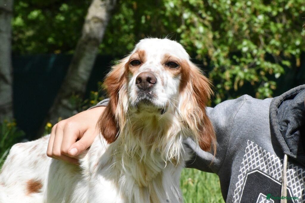 Roky — English Setter