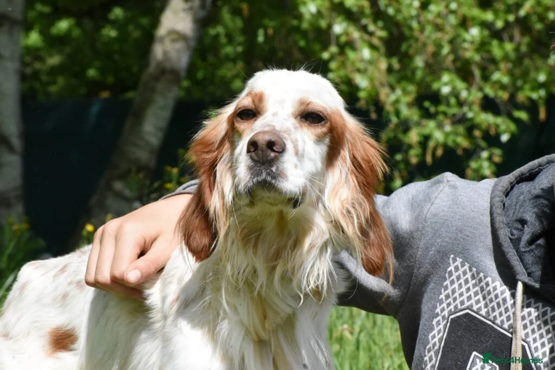 English Setter dogs for adoption: Roky  in Penryn - Advert 9
