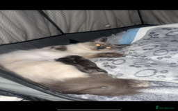 Ragdoll cats for sale: Ragdoll cross Norwegian forest cat - Image 11