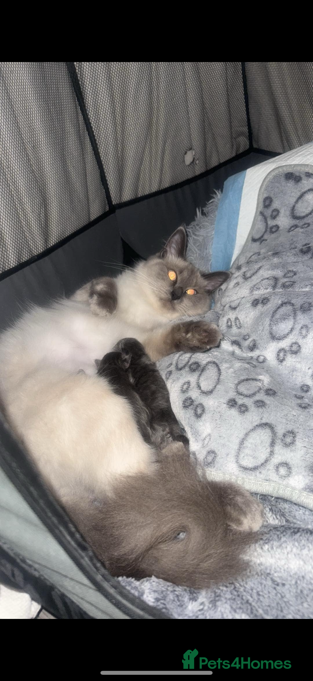 Ragdoll cats for sale: Ragdoll cross Norwegian forest cat - Image 11