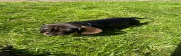 Dachshund dogs for sale: Kc registered Standard wire haired dachshund pups  - Advert 2