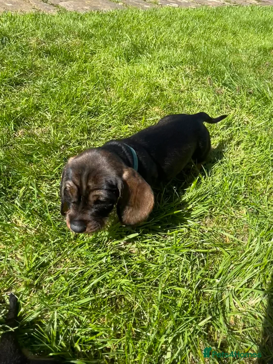 Dachshund dogs for sale: Kc registered Standard wire haired dachshund pups  - Advert 2