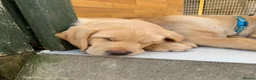 Labrador Retriever dogs for sale: Ready Now Yellow Labrador Puppies - Advert 6