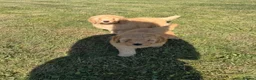 Mini Goldendoodle dogs for sale: Ready to leave Mini Goldendoodles - Advert 11