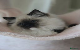 Ragdoll cats for sale: 6 Perfect Affectionate, Ready2Go Pedigree Kittens! - Advert 22