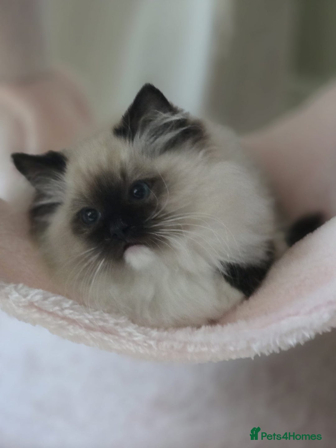 Ragdoll cats for sale: 6 Perfect Affectionate, Ready2Go Pedigree Kittens! - Advert 22