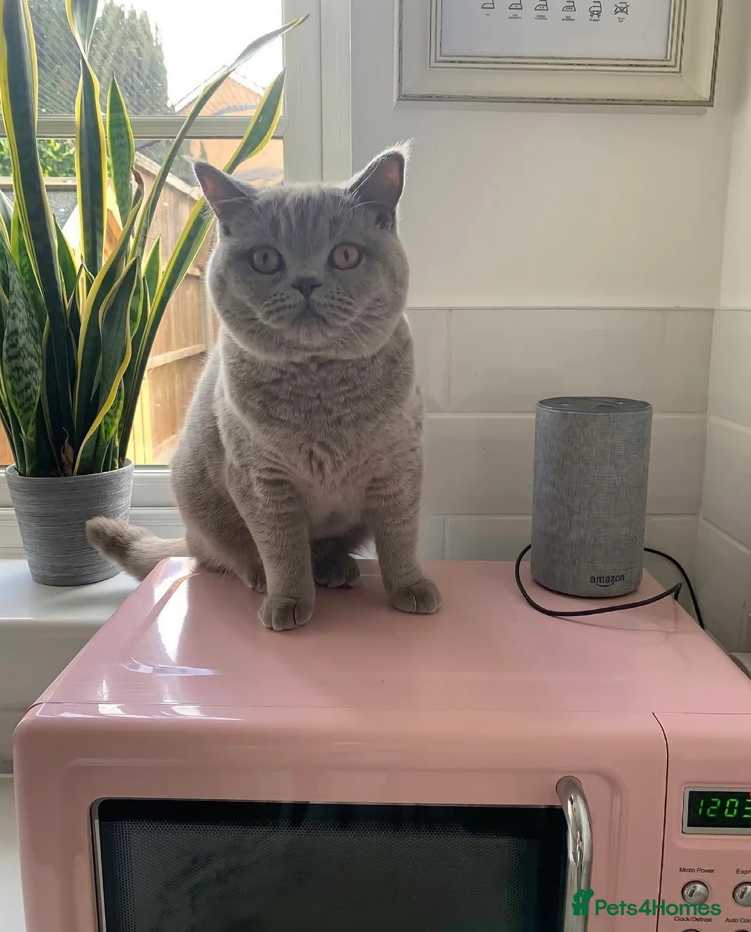 British Shorthair cats for sale: Champion pedigree female cat for rehoming  in Wellingborough - Advert 2