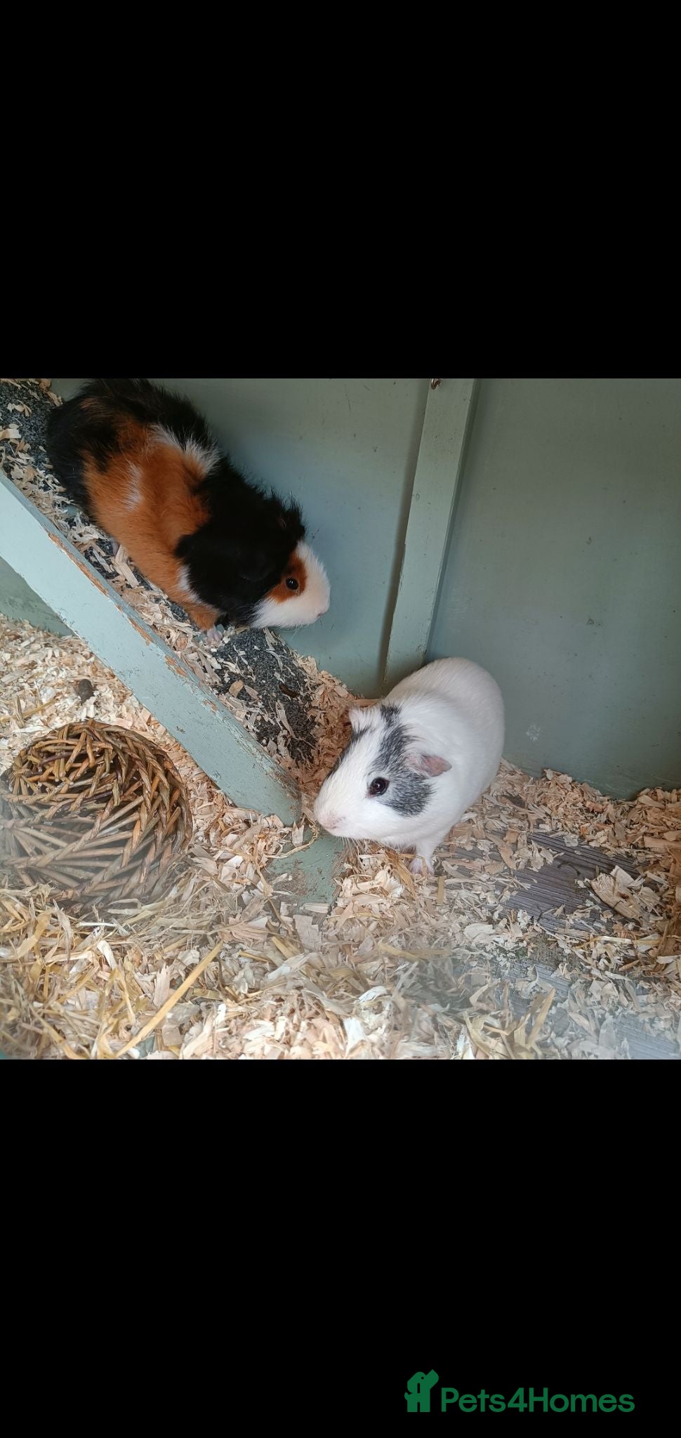Guinea Pig rodents 2 male guinea pigs - Advert 4