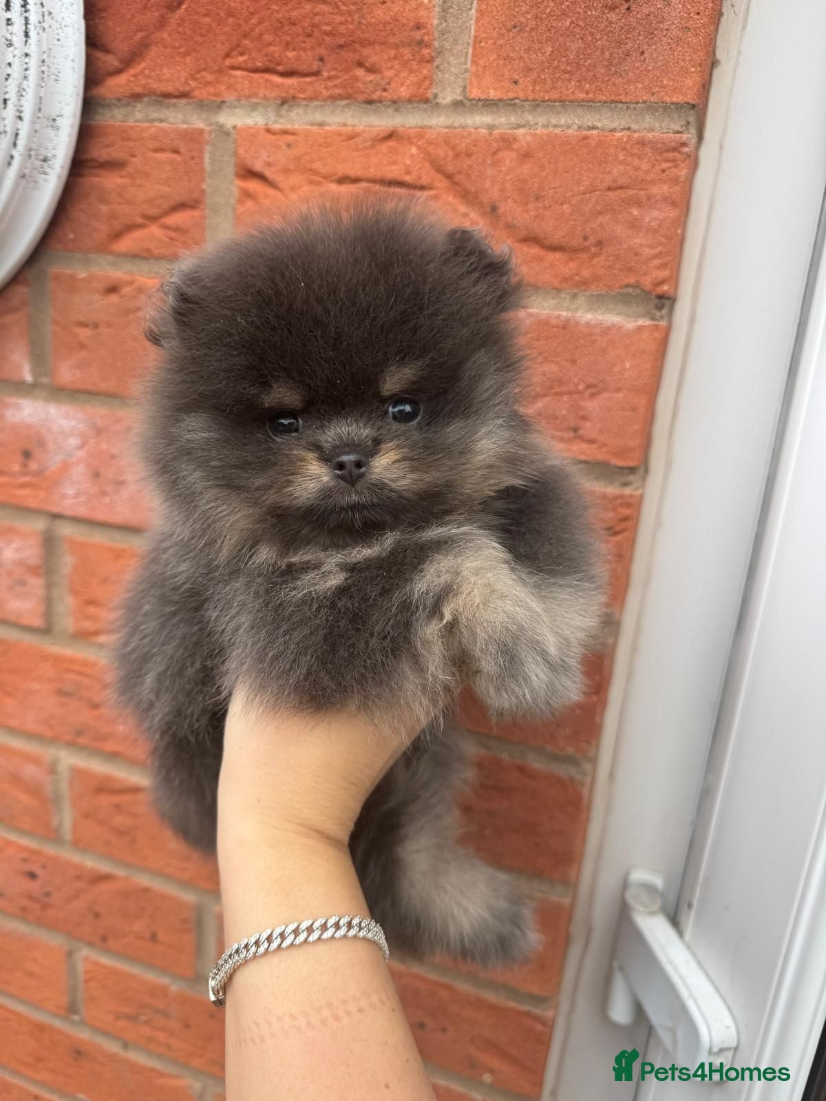 Pomeranian dogs Exclusive Stunning KC reg Teddy Bear Poms - Advert 6
