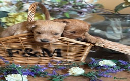Mini Goldendoodle dogs for sale: Health tested Minature dark red/golden doodles  - Image 15