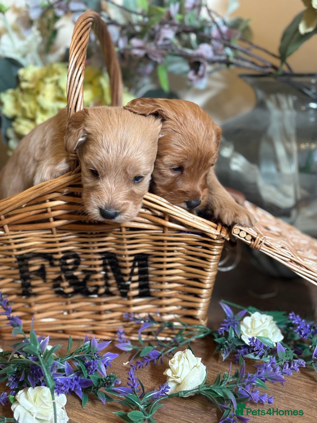 Mini Goldendoodle dogs for sale: Health tested Minature dark red/golden doodles  - Image 15