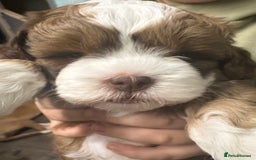 Shihpoo dogs for sale: Lovey shipooh pups  - Image 6