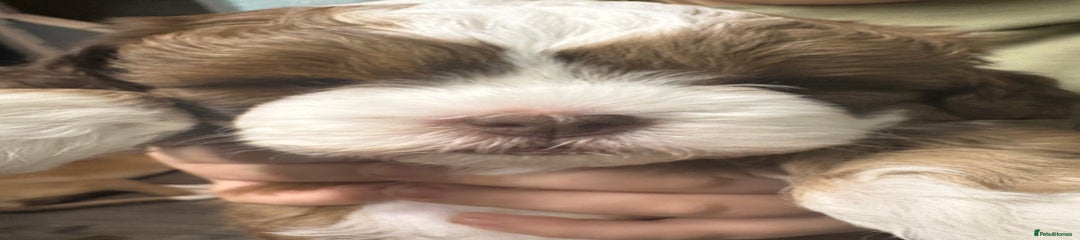 Peanut