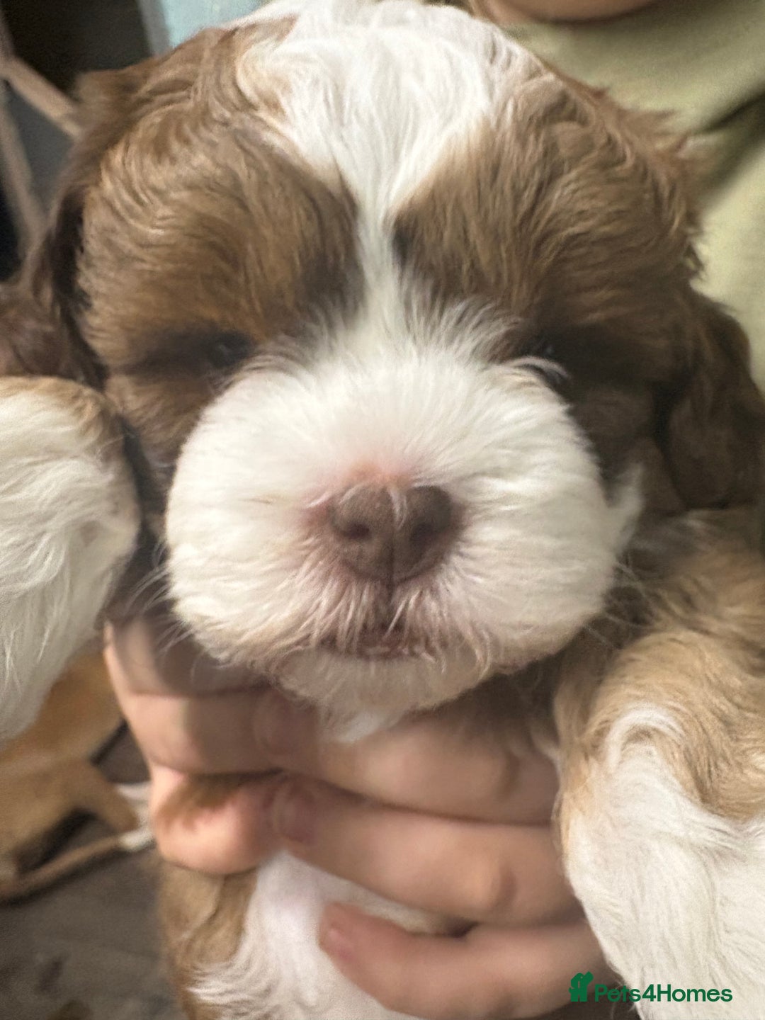Shihpoo dogs for sale: Lovey shipooh pups  - Image 6