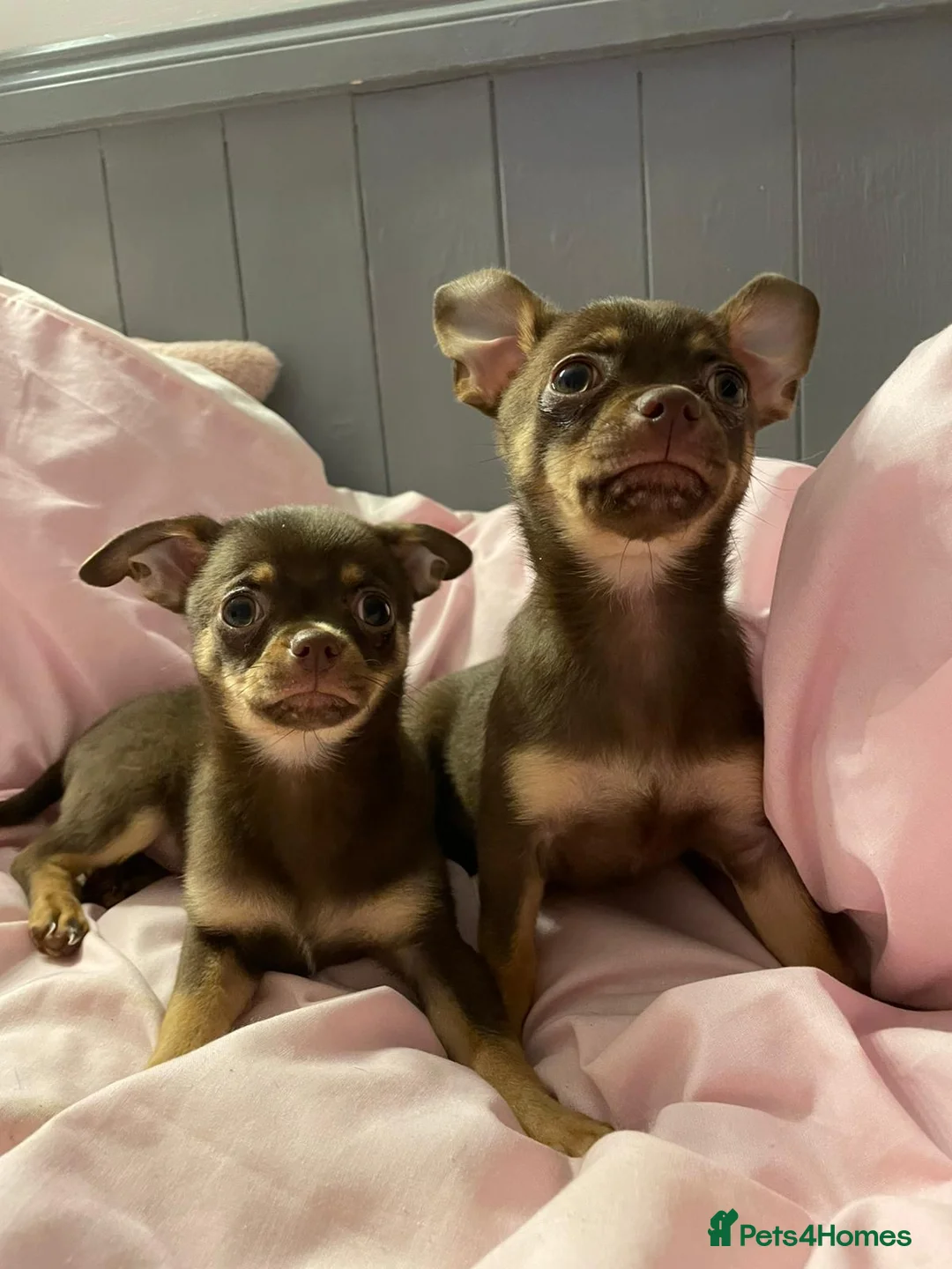 Chihuahua dogs for sale: Chihuahua Puppies  - Advert 3