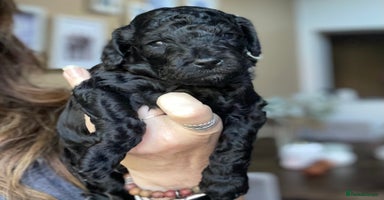 Cockapoo dogs - Advert 3