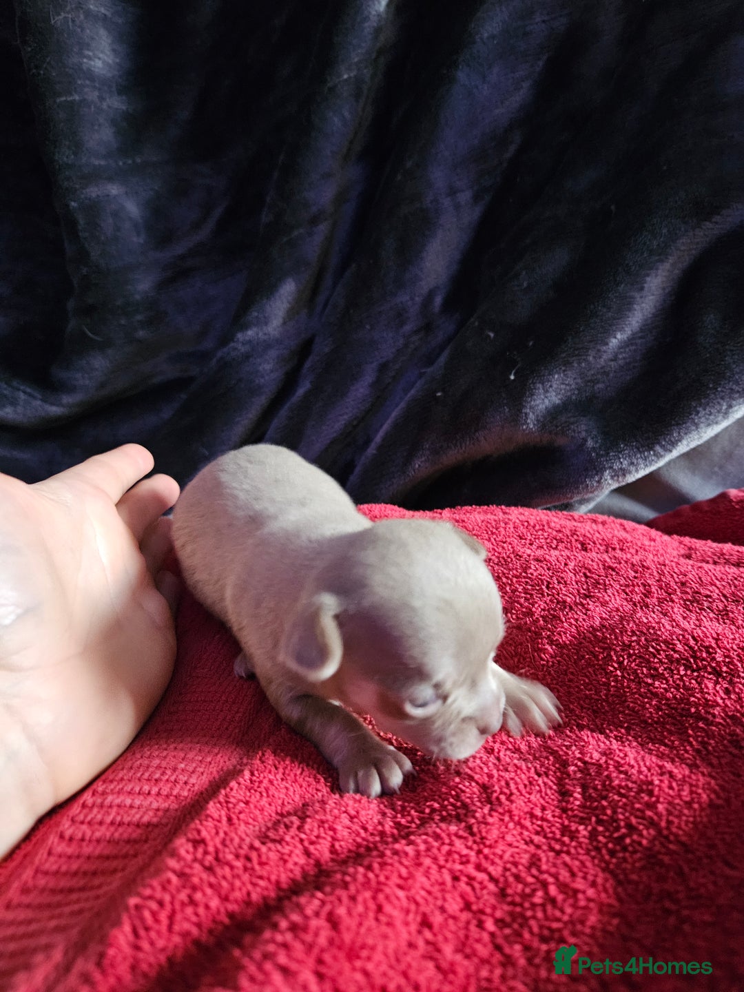 Chihuahua dogs for sale: Kc lilac small chihuahua  - Image 18