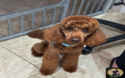 Miniature Poodle dogs for stud:  ⭐️KC PRINCE CHARMING BLUE BOY MINIATURE POODLE⭐️ - Image 16