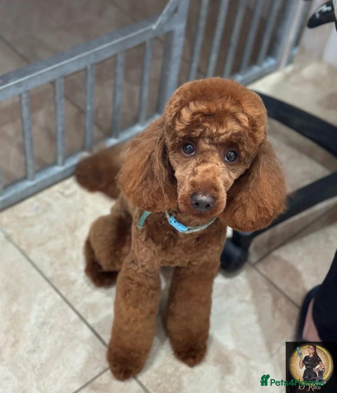 Miniature Poodle dogs for stud:  ⭐️KC PRINCE CHARMING BLUE BOY MINIATURE POODLE⭐️ - Advert 12