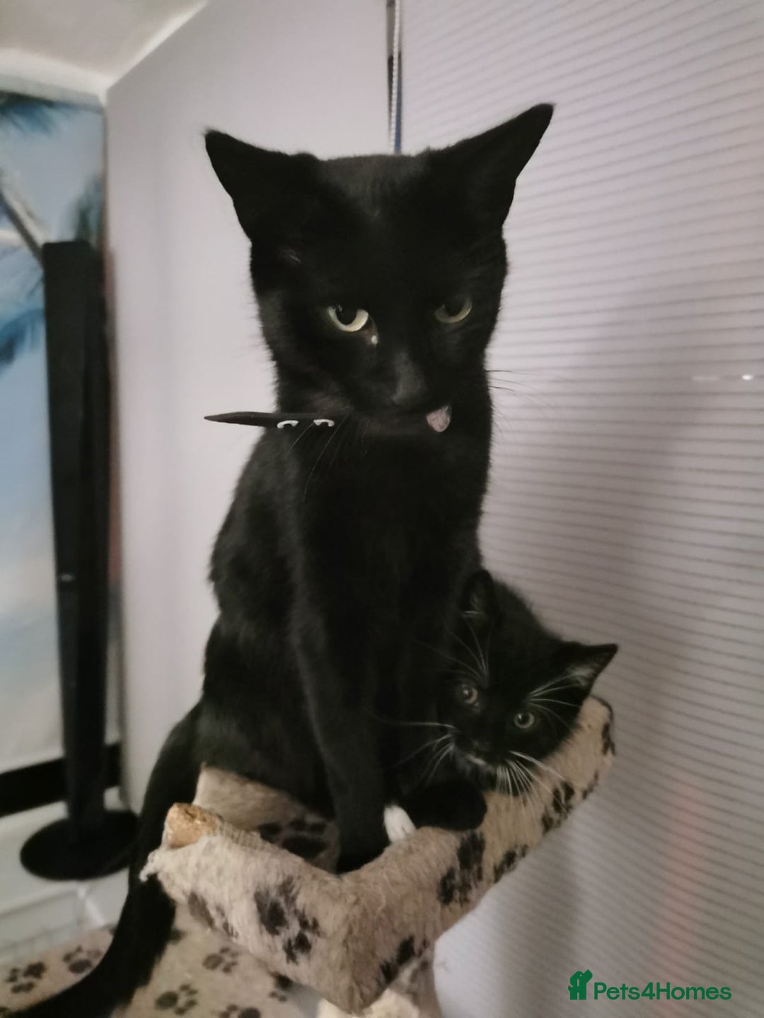 Mixed Breed cats for sale: 2 male kittens ready now - Image 16