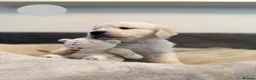 Golden Retriever dogs for sale: Golden Retriever Puppies – 4 Girls & 4 Boys - Advert 9