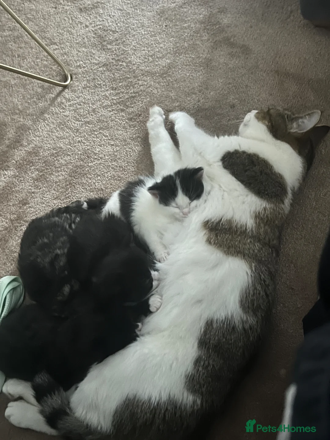 British Shorthair cats for sale: Adorable Kittens – Super Playful & Affectionate 🐱 - Advert 7