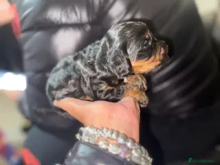 Cockapoo dogs Beautiful cockerpoo pups - Advert 11