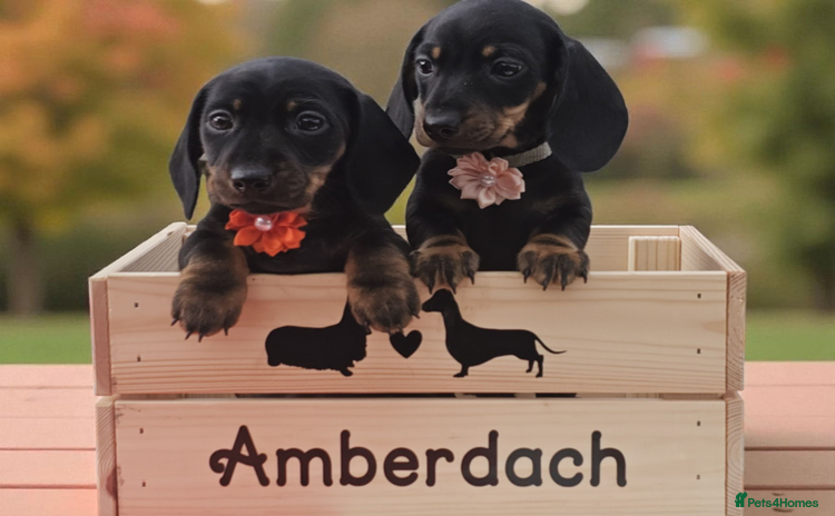 Miniature Dachshund dogs Beautiful KC black and tan smooth girls - Advert 16