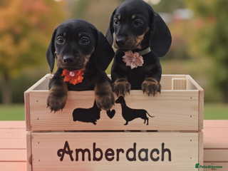 Miniature Dachshund dogs for sale: Beautiful KC black and tan smooth girls - Advert 1