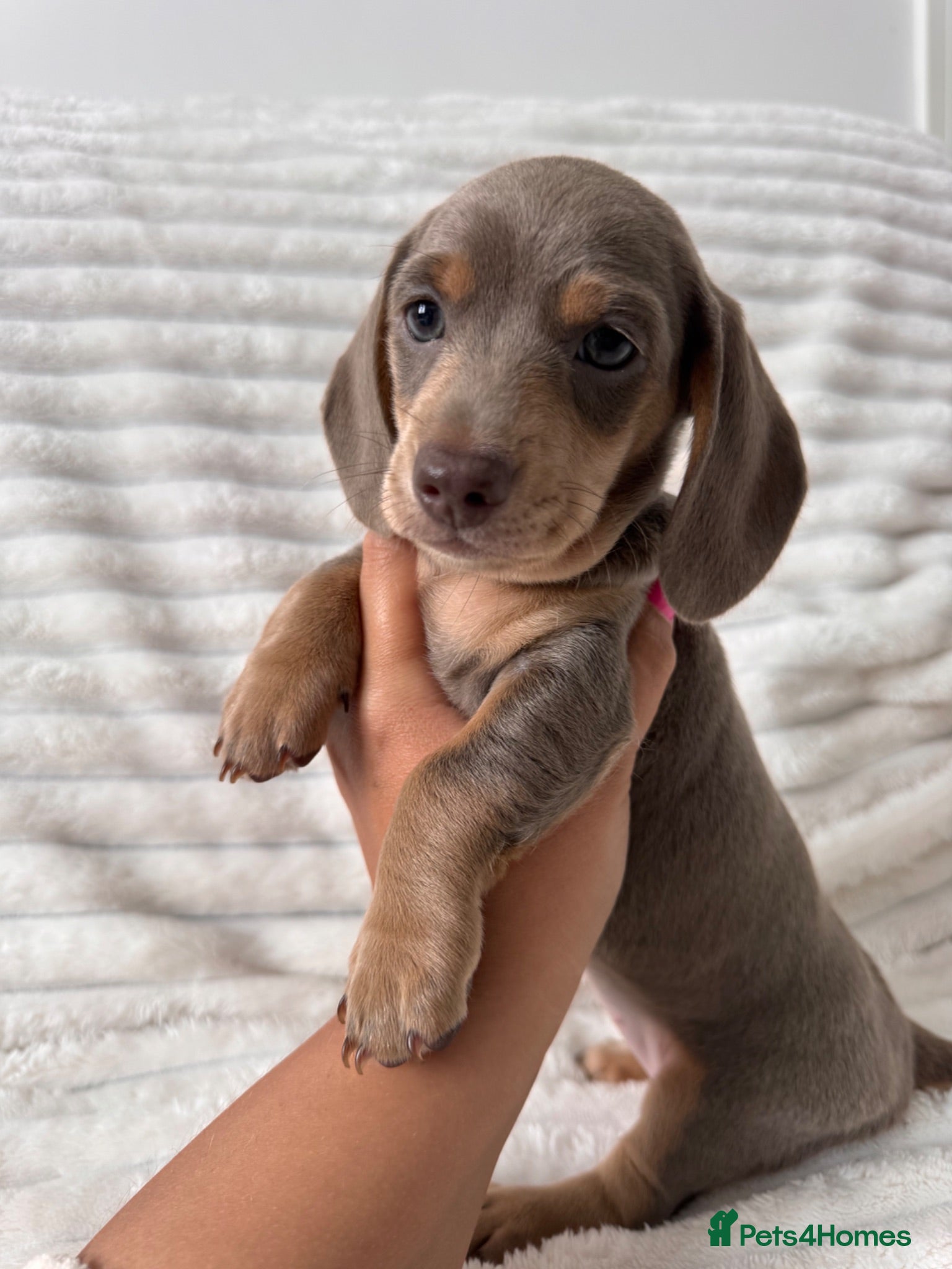 Miniature Dachshund dogs 4 Beautiful Dachshund Puppies - Advert 2