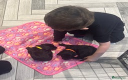 Standard Poodle dogs for sale: KC registered Poodles - Image 6