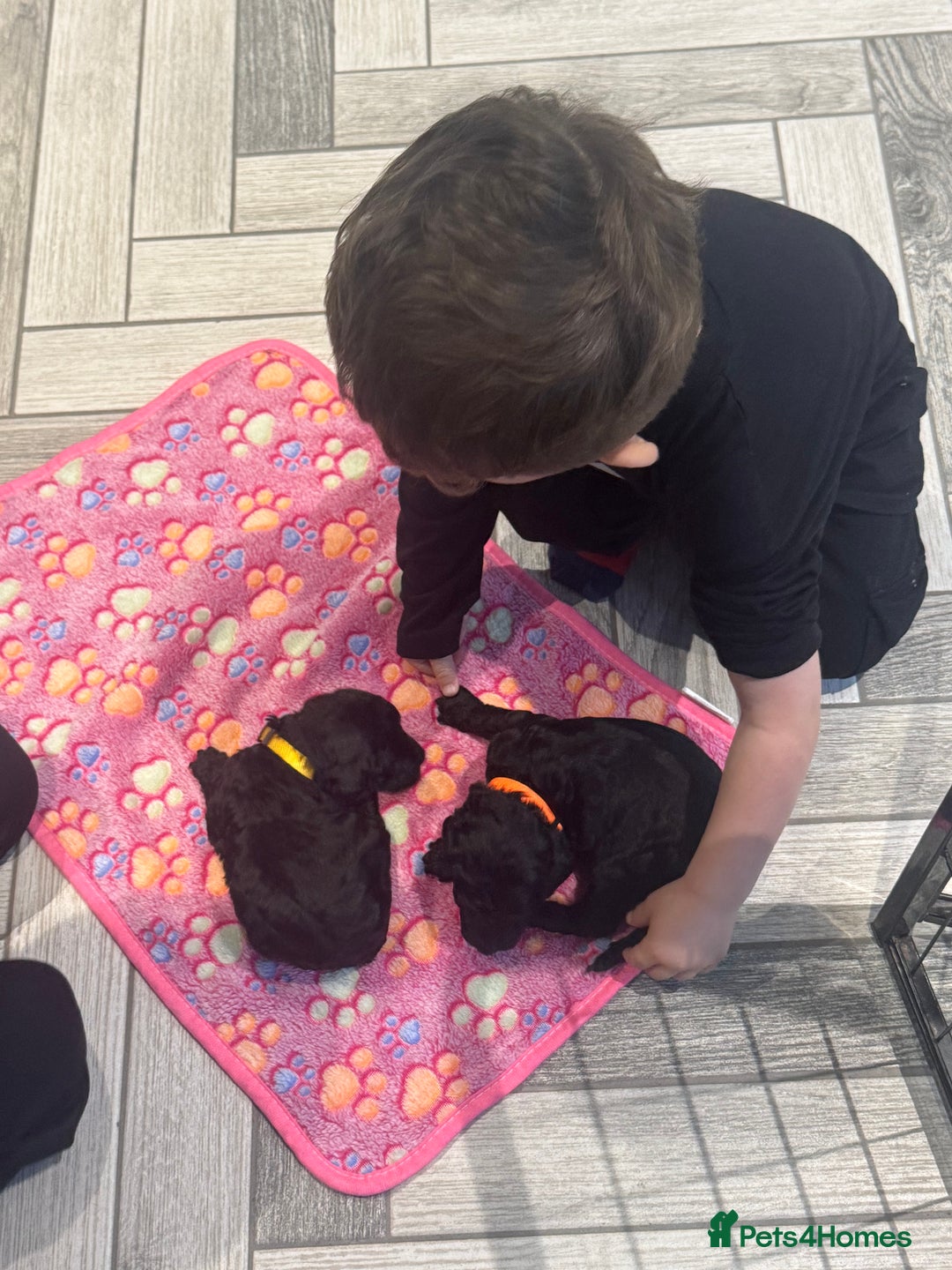 Standard Poodle dogs for sale: KC registered Poodles - Image 6