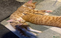 British Shorthair cats for sale: 2 kittens ginger bengal mixed  - Image 7