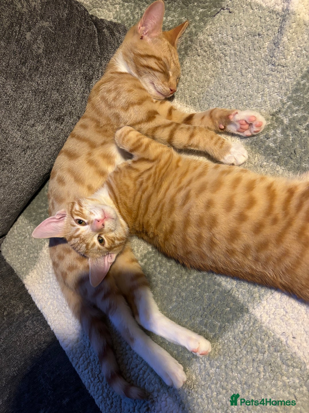 British Shorthair cats for sale: 2 kittens ginger bengal mixed  - Image 7