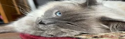 Ragdoll cats for sale: Ragdoll male  - Advert 3
