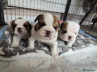 English Bulldog dogs 🐶 🔥KC registered English bulldog puppies✨️🔥 - Advert 12