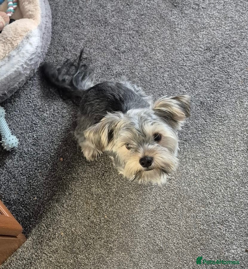 Yorkshire Terrier dogs 1year Old Male Yorkshire Terrier  - Advert 1