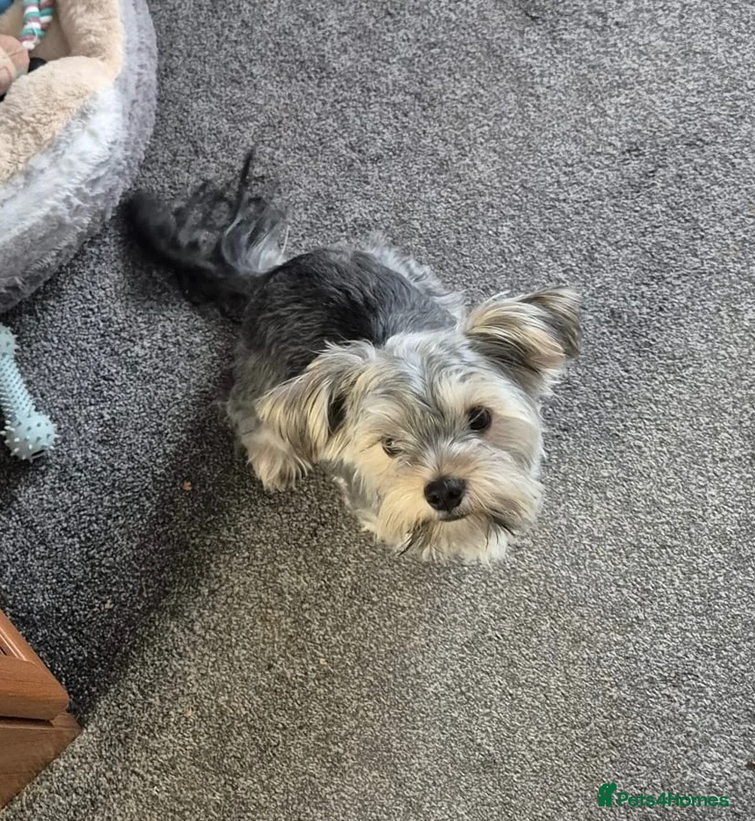 Yorkshire Terrier dogs for sale: 1year Old Male Yorkshire Terrier  in Hull - Advert 1