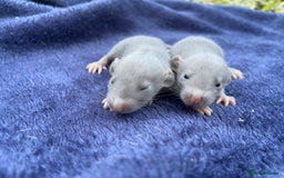 Rat rodents for sale: Baby Rats  - Image 4