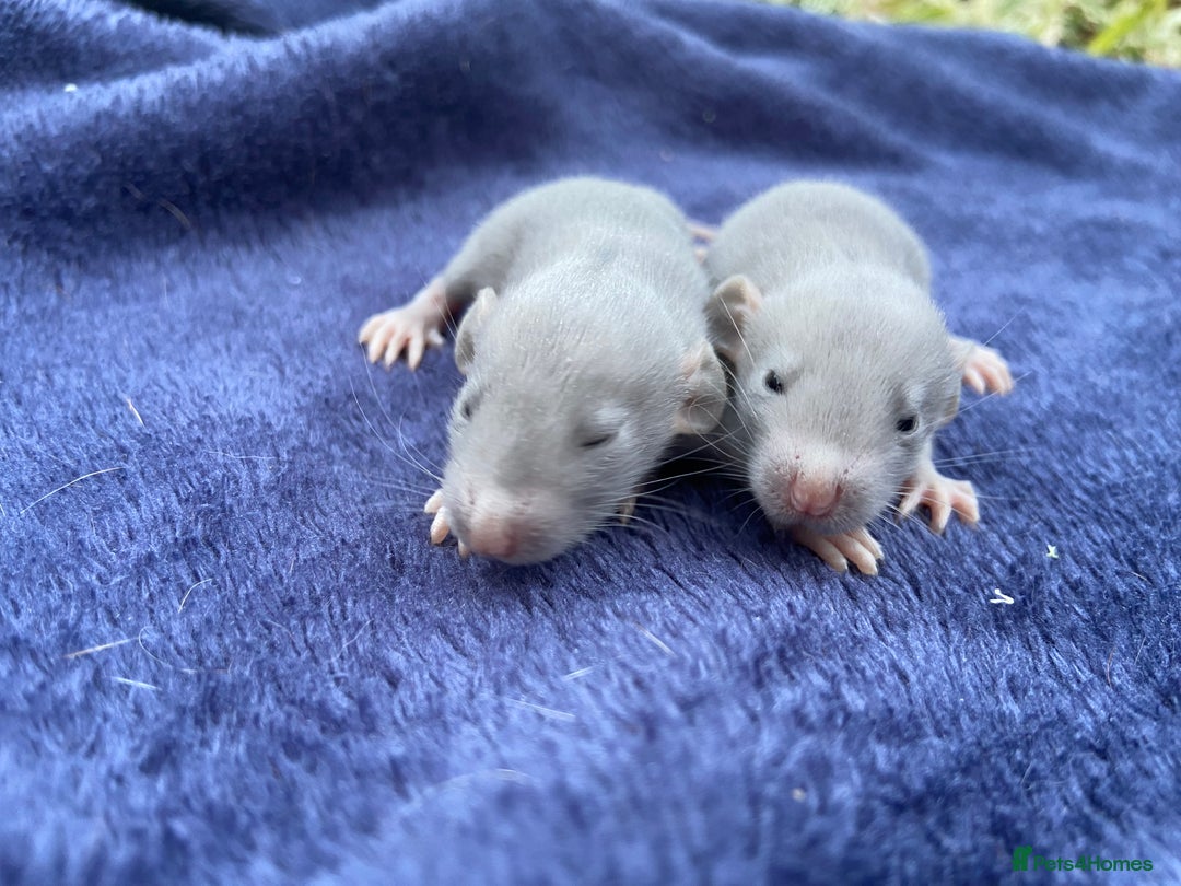 Rat rodents for sale: Baby Rats  - Image 4
