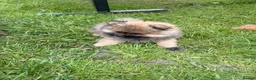 Pomeranian dogs for sale: Reduced price, last baby boy available - Advert 6