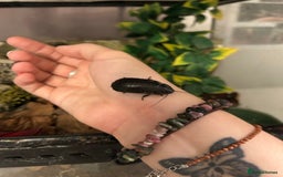 Cockroaches invertebrates for sale: adult and baby hissing cockroaches with setup  - Image 4