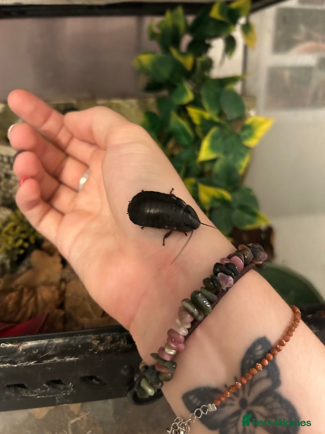 Cockroaches invertebrates for sale: adult and baby hissing cockroaches with setup  - Image 4
