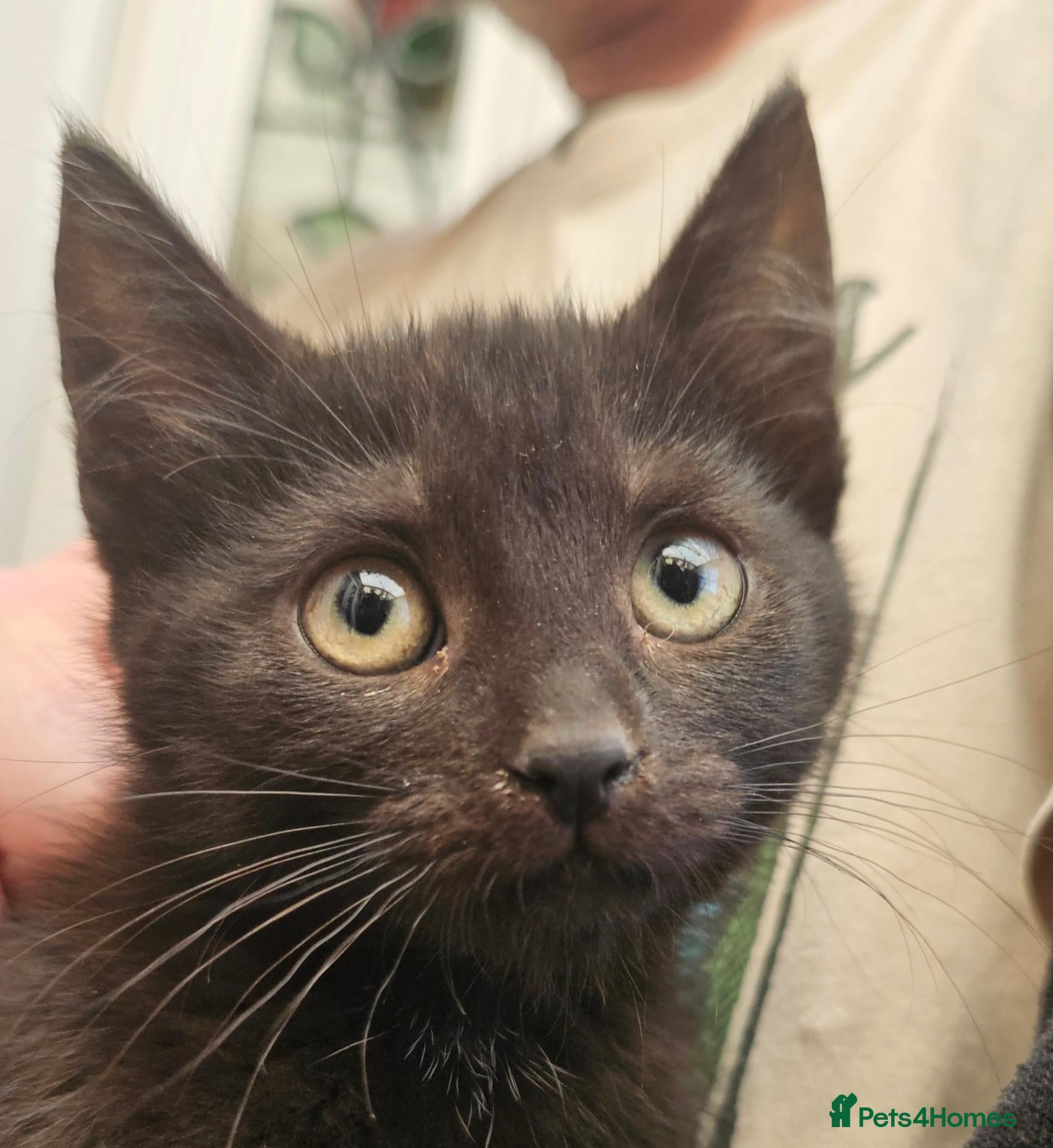 Mixed Breed cats for sale: ONLY 1 BLACK FEMALE KITTEN LEFT READY TO LEAVE NOW - Advert 11