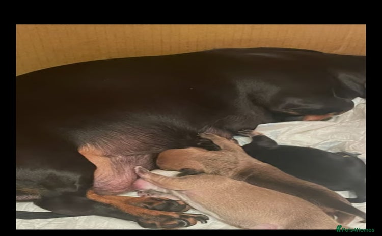 Miniature Dachshund dogs - Advert 1