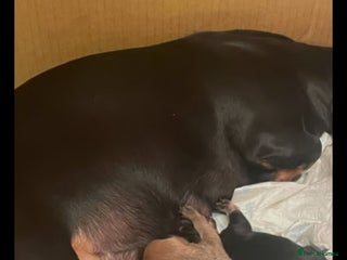 Miniature Dachshund dogs - Advert 11