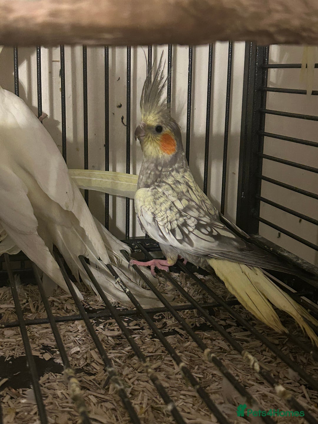 Cockatiels birds for sale: Various Stunning Baby Cockatiels  - Image 3